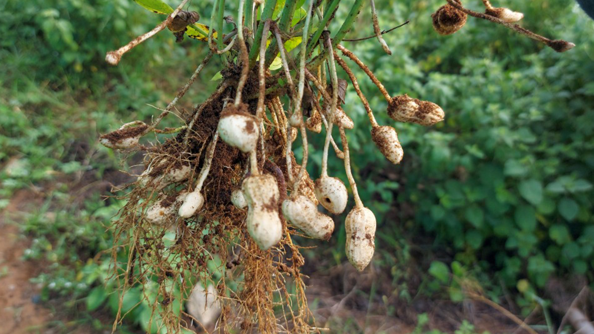 How to grow peanuts