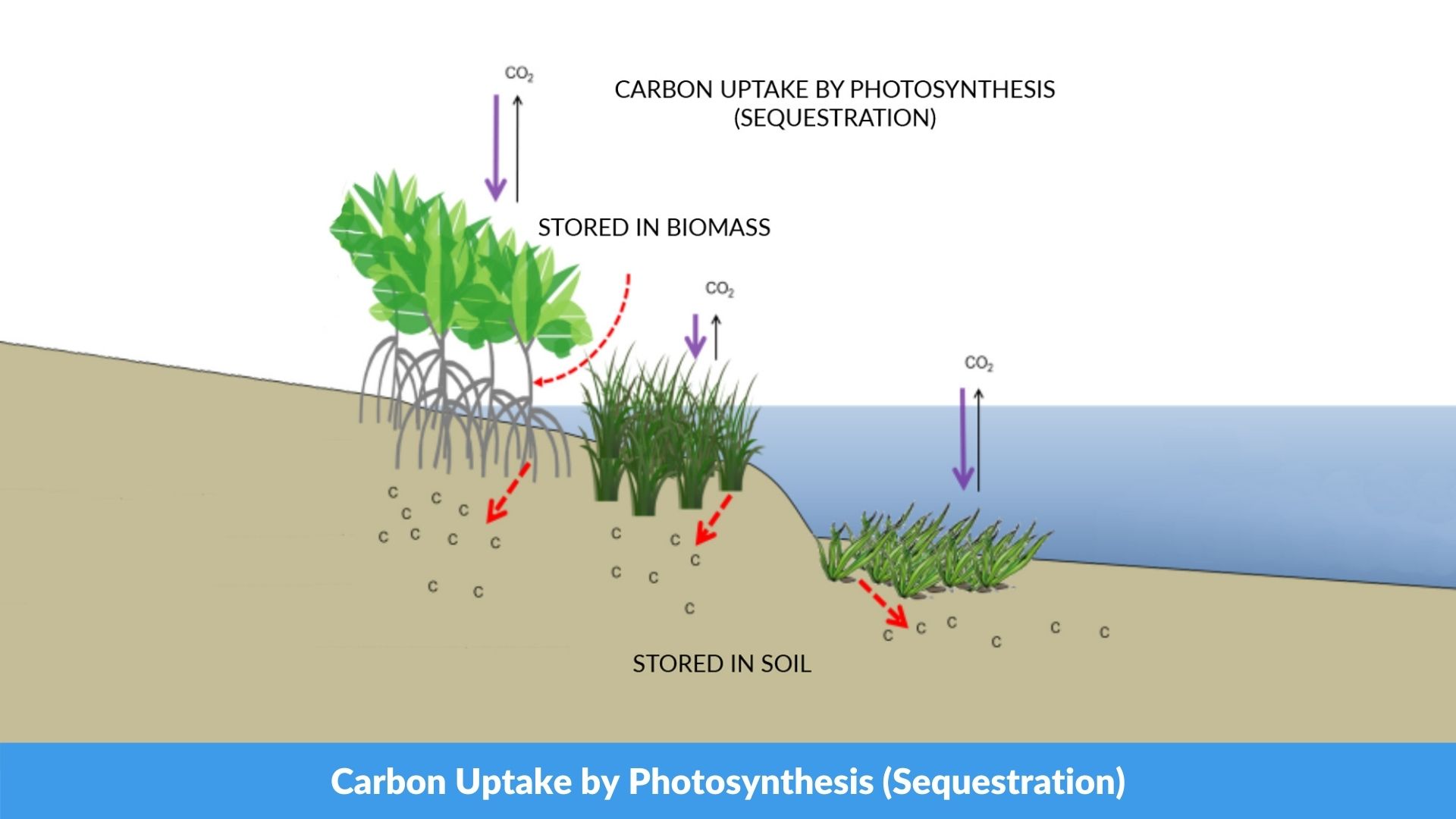 Managing for Carbon Sequestration Alongside Wetland Farming - Seawater ...