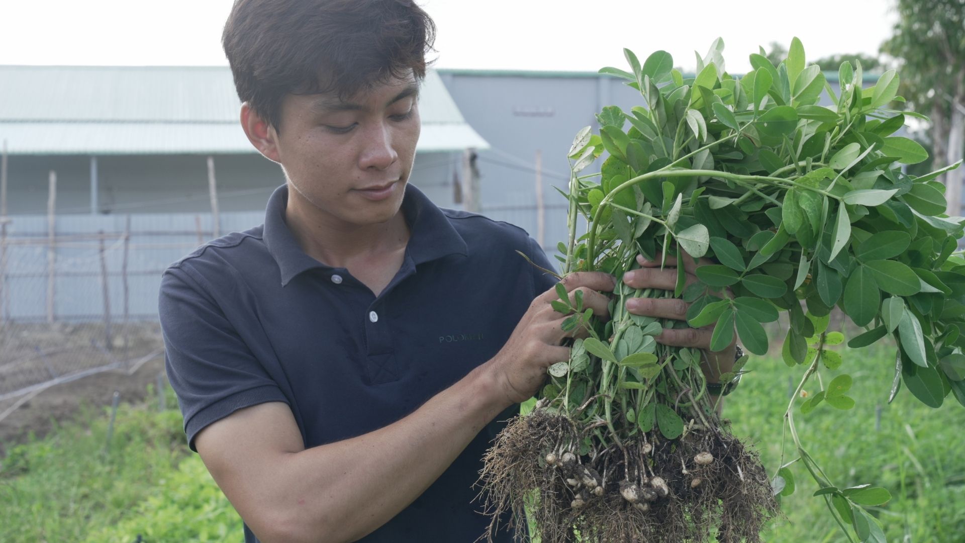 Peanut Harvests - Seawater Solutions